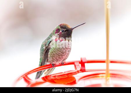 Un colibri d'Anna est assis sur un mangeoire Banque D'Images