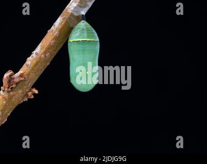 Macro d'un monarque vert vif chrysalide papillon suspendu d'un bâton - sur un fond noir Banque D'Images