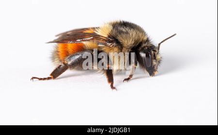 Gros plan (macro) d'une abeille bourdonneuse orange (bombus ternarius) sur fond blanc Banque D'Images