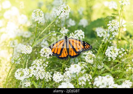 Un papillon monarque (danaus plexippus) à ailes ouvertes, se nourrissant de fleurs blanches douces d'alyssum Banque D'Images