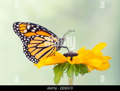 Vue latérale d'un papillon monarque (danaus plexippus) reposant sur une fleur jaune vif - fond vert doux Banque D'Images