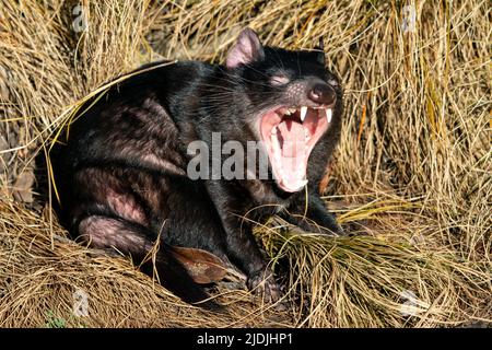 Diable de Tasmanie dans l'herbe jaune avec bouche ouverte montrant les thé Banque D'Images