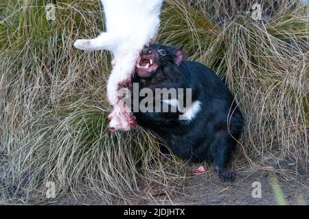 Diable de Tasmanie avec lapin blanc mort dans l'herbe Banque D'Images