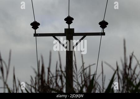 silhouette de lignes électriques et de plantes de maïs contre un gris ciel bleu Banque D'Images