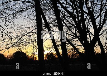 silhouette d'arbres d'hiver contre un lever de soleil doré avec un ciel bleu clair Banque D'Images