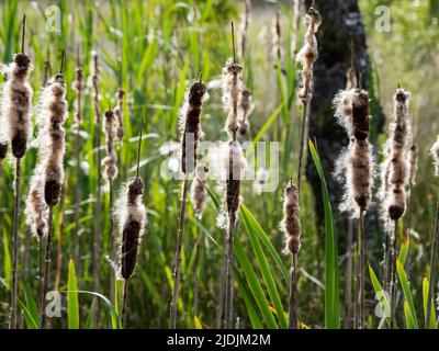 Bulrush en train de verser des graines à la mousse de Foulshaw une tourbière de basse terre qui, en plus d'être une réserve naturelle, est vitral pour la séquestration du carbone, le Sud Cu Banque D'Images