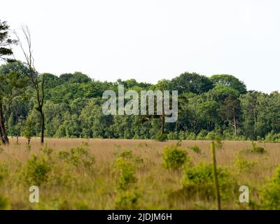 Un Osprey sur son nid à la réserve naturelle de Foulshaw Moss, South Cumbria, Royaume-Uni. Banque D'Images