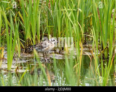 Jeune Mouette à tête noire ; Chericocephalus ridibundus à Leighton Moss, Lancashire, Royaume-Uni. Banque D'Images