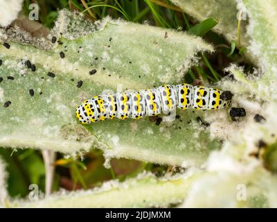 Mullein Moth, caterpillar, Cuculllia verbasci sur l'île de Walney, Cumbria, Royaume-Uni. Banque D'Images