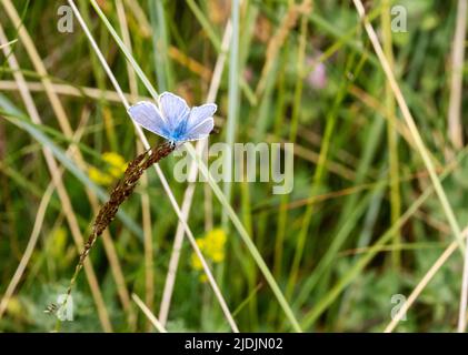 Un papillon bleu commun mâle, Polyommatus icarus sur l'île Walney à Morecambe Bay, Cumbria, Royaume-Uni. Banque D'Images