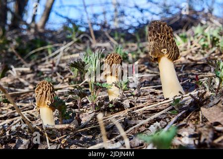 Morchella esculenta, connu sous le nom de morel, champignon éponge, ou morel en nid d'abeille, a été adopté comme champignon officiel de l'État du Minnesota. Banque D'Images