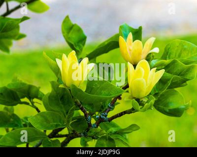 Fleur jaune relativement petite du début de l'été florissant feuillus grand arbuste ou petit arbre, Magnolia 'Daphne' Banque D'Images