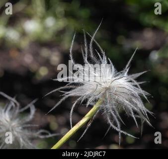 Tête de graine d'une fleur de Pasque ( Pulsatilla vulgarus) avec fond vert flou Banque D'Images