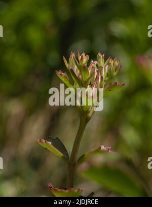 Un gros plan d'une plante de jardin de sang de dragon de Sedum Banque D'Images