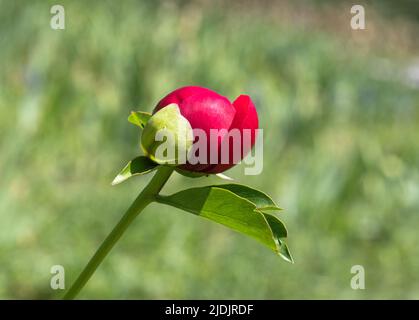 Gros plan d'une pivoine rouge (paeona) prête à fleurir sur fond vert de la collection du jardin botanique royal de l'Ontario Banque D'Images
