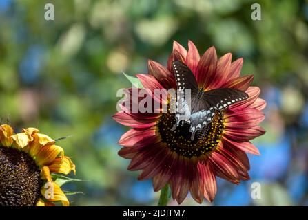 Un grand papillon à queue d'aronde repose gracieusement sur un tournesol de couleur marron. Un tournesol qui s'estompe et se déforme flotte sur le bord. Bokeh. Banque D'Images