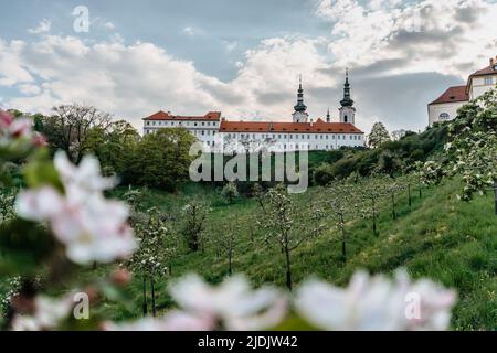 Vue sur le monastère de Strahov avec église de l'Assomption de la Sainte Vierge Marie, panorama de Prague, République tchèque, arbres de printemps en fleurs. Calme romantique Banque D'Images