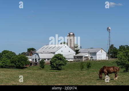 Pâturage des chevaux dans les prairies de la ferme Amish avec grange blanche et moulin à vent dans le comté de Lancaster, en Pennsylvanie Banque D'Images