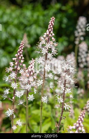 Gros plan des fleurs de mousse de heartleaf (tiarella cordifolia) en fleurs Banque D'Images