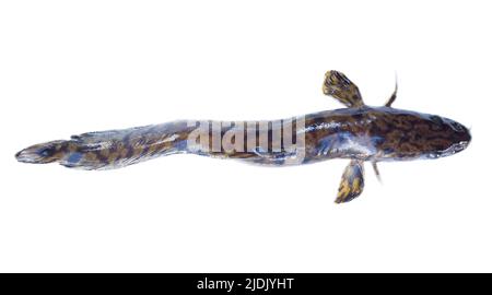 L'asiatique-européen Burbot (Lota lota lota) isolé sur un fond blanc, vue de corde. Partie sud du lac Ladoga, embouchure du fleuve Svir, Russie Banque D'Images