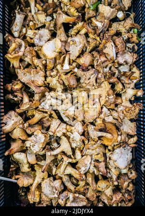 Chanterelle champignons, également connu sous le nom de girolle, dans une boîte d'un marché. Banque D'Images