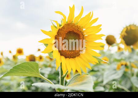 Champ de fleurs de soleil dorées par une journée ensoleillée. Cette culture est cultivée en Ukraine pour la consommation humaine ou pour la production de pétrole. Rendements élevés. Paysage rural. Banque D'Images