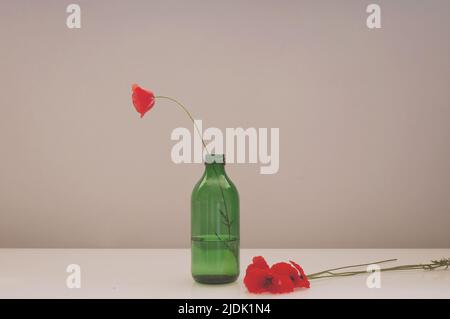 minimalisme un coquelicot rouge dans un vase en verre vert sur fond beige, un bouquet de coquelicots sur la table Banque D'Images