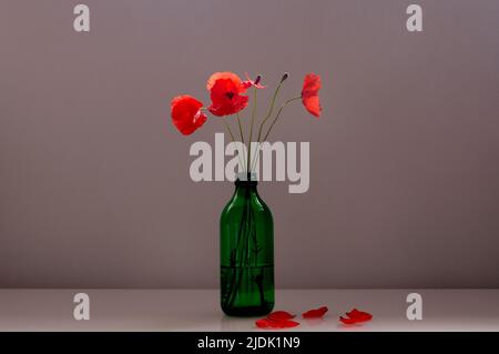 Bouquet de coquelicots rouges dans un vase en verre vert sur fond beige Banque D'Images