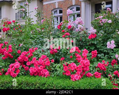 Grandes roses arbustives utilisées comme une belle haie pour l'intimité Banque D'Images