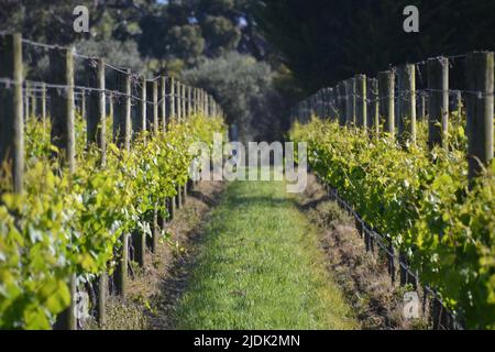 Vue à travers le pinot gris et les vignes de chardonnay dans un vignoble et un domaine viticole de la péninsule de Mornington au printemps Banque D'Images