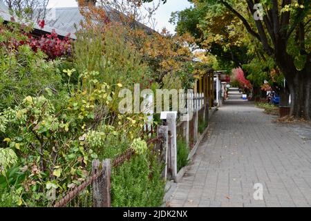 Un trottoir ou un trottoir verdoyant et vert dans la ville touristique allemande de Hahndorf, dans les collines d'Adélaïde, en Australie méridionale, en automne Banque D'Images