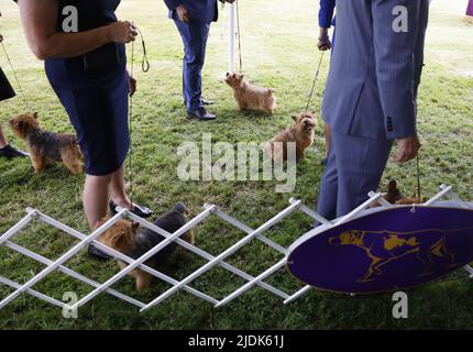 New York, États-Unis. 21st juin 2022. Les Terriers participent au spectacle canin annuel 146th du Westminster Kennel Club au Lyndhurst Mansion à Tarrytown, New York, mardi, 21 juin 2022. Photo de John Angelillo/UPI crédit: UPI/Alay Live News Banque D'Images