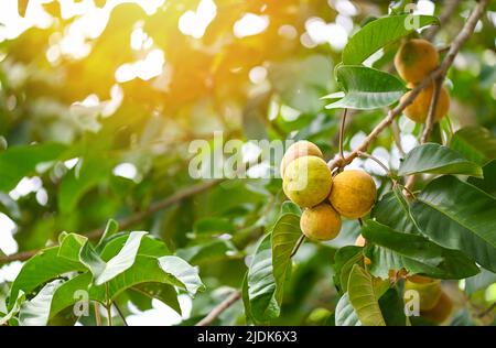 Fruits Santol en été en Thaïlande , santol mûr sur le santol fruit tropical Banque D'Images