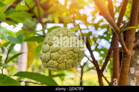 pomme de crème anglaise, fruit de pomme de sucre sur l'arbre en été - sucrée Banque D'Images