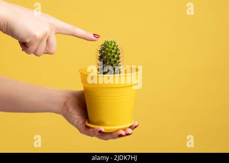 Profil vue latérale gros plan de la main de femme tenant cactus dans pot, touchant la plante verte avec le doigt. Studio d'intérieur isolé sur fond jaune. Banque D'Images