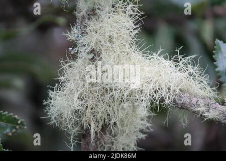 Mousse espagnole sur arbre Banque D'Images