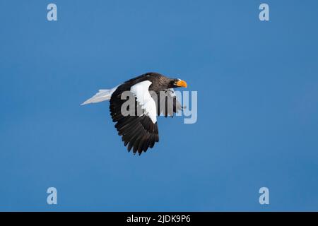 Aigle de mer de Steller, Hokkaido, Japon Banque D'Images