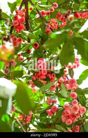 Un pommier à cire plein de fruits Banque D'Images