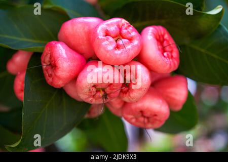 Un pommier à cire plein de fruits Banque D'Images