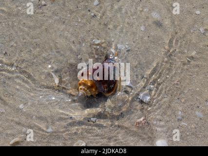 Florida Fighting Conch (Strombus alatus) dans les eaux claires de Tigertail Beach, Marco Island, Floride, États-Unis Banque D'Images