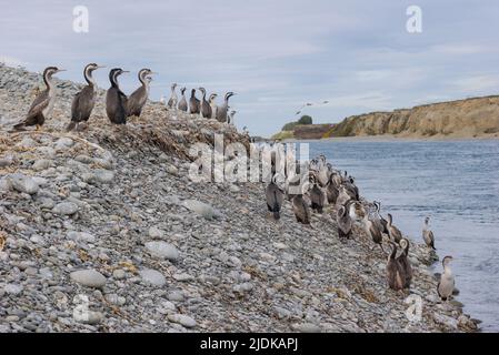 Un regard sur la vie en Nouvelle-Zélande : pêche dans les spectaculaires mouths de Searun Trout. La vie locale des oiseaux : les scories tachetées (Phalacrocorax punctatus). Banque D'Images