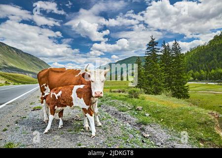 Mère vache nourrissant son veau dans la belle vallée de montagne Banque D'Images