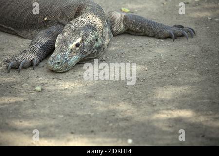 Un dragon de komodo (Varanus komodoensis) dans l'île de Rinca, une partie du parc national de Komodo à l'ouest de Manggarai, est Nusa Tenggara, Indonésie. Le plus grand lézard au monde, les dragons komodo atteignent une masse corporelle pouvant atteindre 90 kg et une longueur de 3 mètres, selon une équipe de scientifiques dirigée par Brandon S. Boyd dans leur article publié en 2021 par foot & Ankle Orthopaedics. En raison de leur grande taille, ces lézards se nourrissent de proies égales ou supérieures à leur propre masse. Banque D'Images