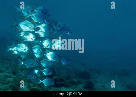 La vie sur le récif de Mayotte lagon océan Indien Banque D'Images