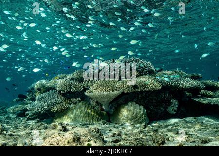 La vie sur le récif de Mayotte lagon océan Indien Banque D'Images