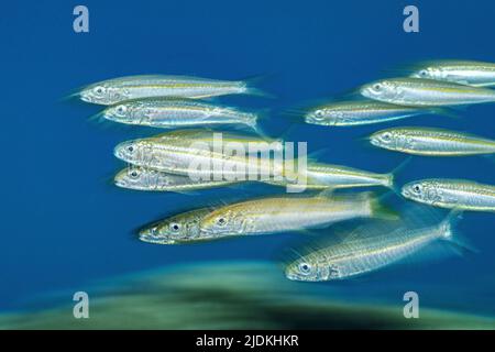 La vie sur le récif de Mayotte lagon océan Indien Banque D'Images