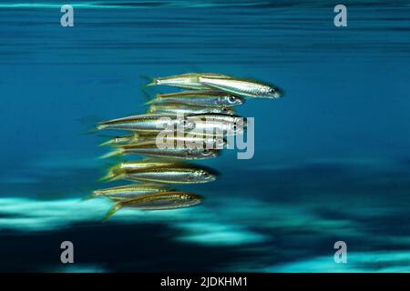 La vie sur le récif de Mayotte lagon océan Indien Banque D'Images