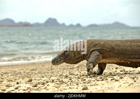 Un dragon de komodo (Varanus komodoensis) marchant sur une plage de l'île de Komodo, une partie du parc national de Komodo à l'ouest Manggarai, est Nusa Tenggara, Indonésie. Les dragons de Komodo sont endémiques dans les îles de Komodo, Rinca, Nusa Kode et Gili Motang—tous se trouvent dans la région du parc national de Komodo, selon le programme de survie de Komodo. L'île de Padar, également dans la zone du parc, était un habitat naturel mais une étude y a échoué en 1998 à trouver un signe de dragons de komodo, selon Tim S. Jessop de l'Université de Deakin dans un article de janvier 2008 intitulé 'Varanus komodoensis (komodo Dragon) occurrence', accessible par Banque D'Images