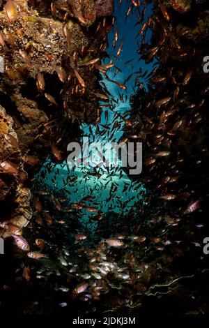 La vie sur le récif de Mayotte lagon océan Indien Banque D'Images