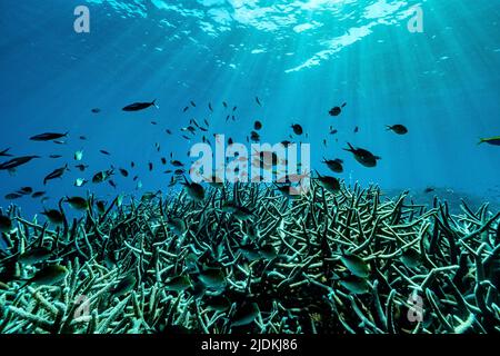 La vie sur le récif de Mayotte lagon océan Indien Banque D'Images